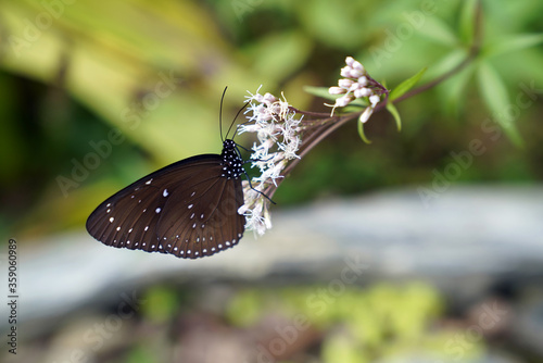 Euploea midamus, the blue spotted crow, is a butterfly found in India and South-East Asia that belongs to the crows and tigers, that is, the danaid group of the brush-footed butterflies family photo