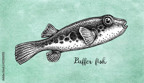 Ink sketch of fugu fish.