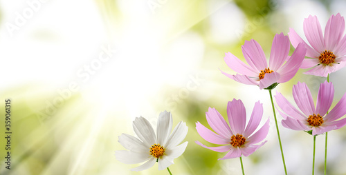 image of beautiful flowers in the garden close-up © Yevheniia