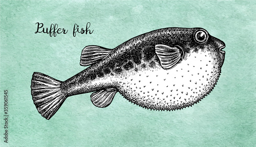 Ink sketch of fugu fish.