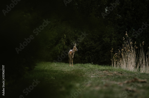 Mały samotny jelonek stojący na skraju lasu