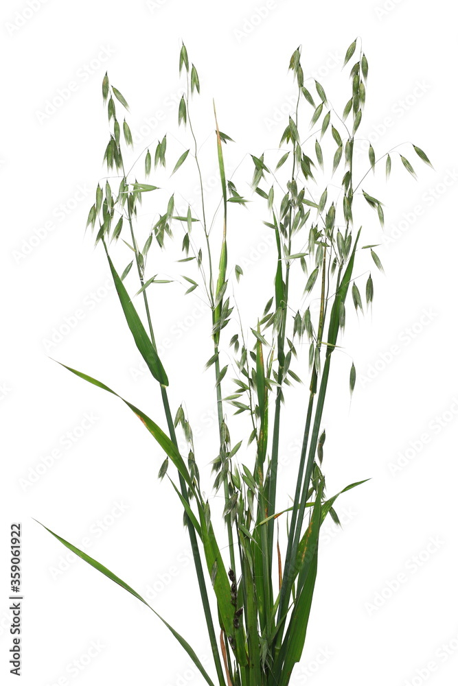 Green young oats isolated on white background Green young oats isolated on white background
