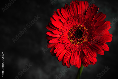 a red gerbera flower on the dark key