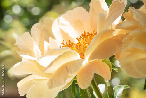 Fototapeta Naklejka Na Ścianę i Meble -  Close up of blooming yellow peony, stamens
