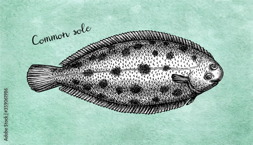 Ink sketch of common sole.