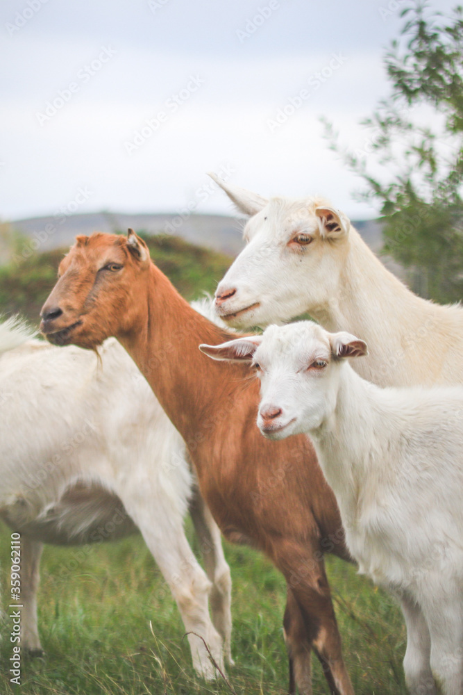 A herd of goats are carefully looking into the distance on a pasture A herd of goats are carefully looking into the distance on a pasture