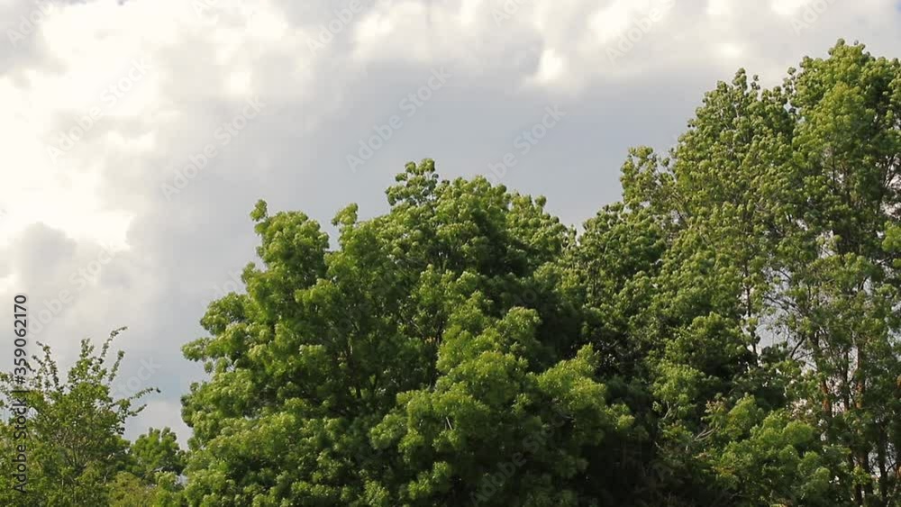 Tree branches and leaves blowing in the wind Tree branches and leaves blowing in the wind