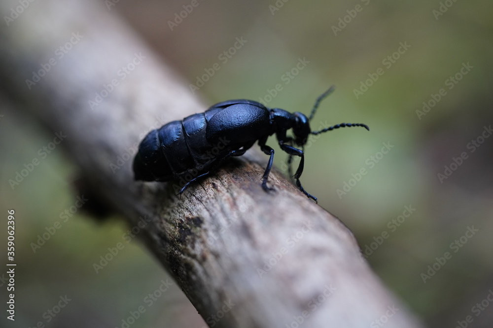 schwarz blauer käfer dämonisch ekelhaft schwarz blauer käfer dämonisch ekelhaft