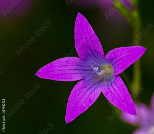 Small purple bellflowers