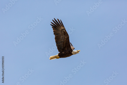 American Bald Eagle in flight