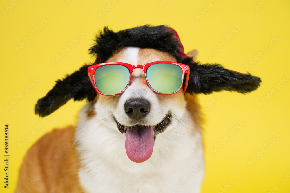 Funny smiling welsh corgi pembroke dog in warm winter hat with earflaps and sunglasses personifying russian style on yellow background, copy space for advertising