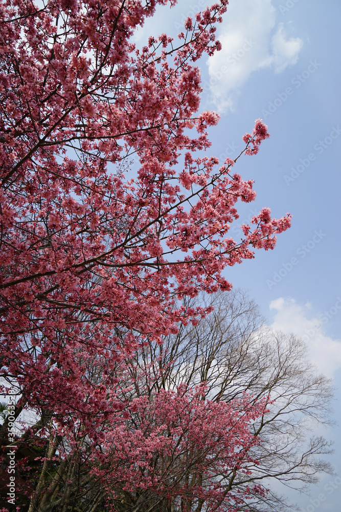 鴨川河川敷のオカメ桜
