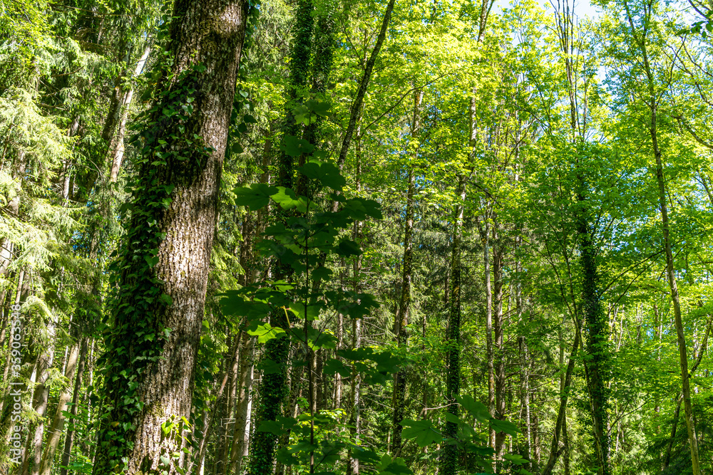 Fantastic forest in Upper Swabia Fantastic forest in Upper Swabia