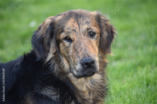 portrait of a black dog
