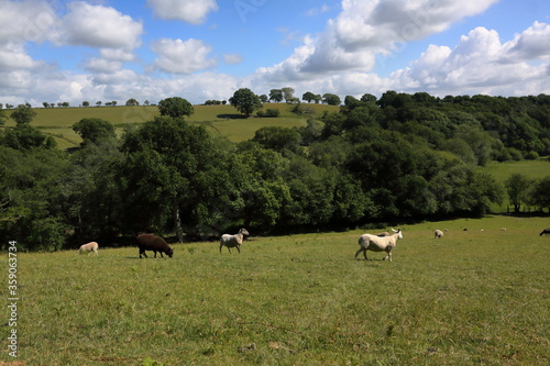 landscape with sheep