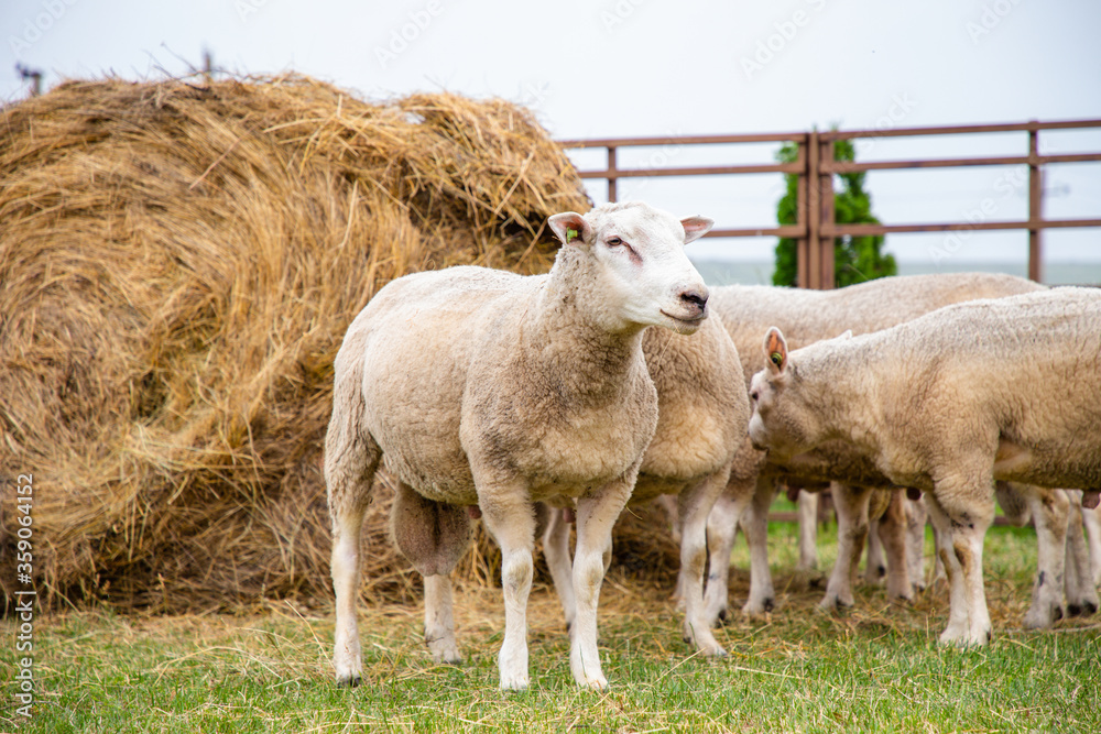 Obraz premium Sheep in a farm of different varieties and ages.