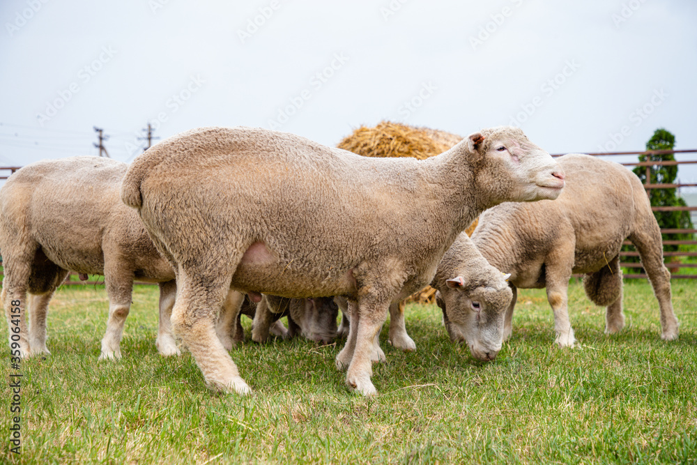 Sheep in a farm of different varieties and ages. Sheep in a farm of different varieties and ages.