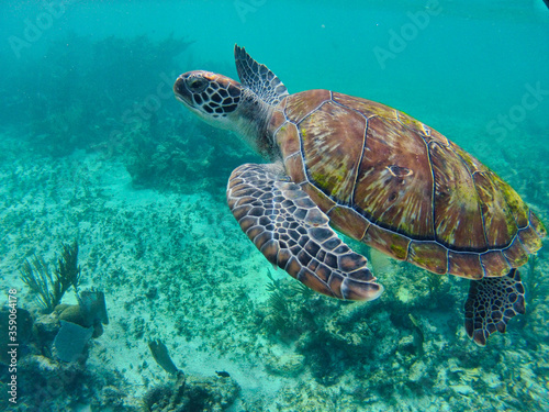 Sea turtle © Ben&Busters