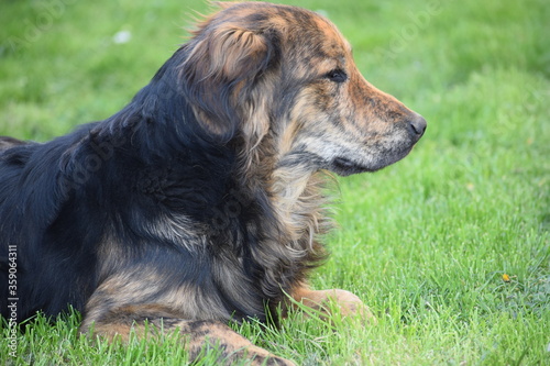 dog on grass