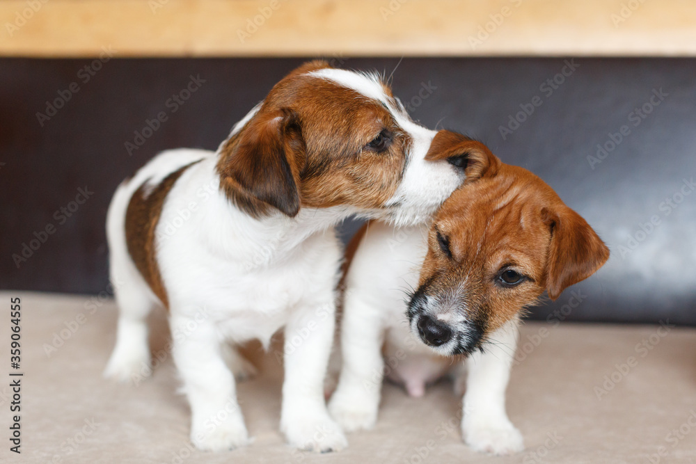 Two cute puppies Jack Russell Terrier on a beige-brown background. A puppy whispers in the ear a secret to another puppy. Kiss in the ear. Friendship of dogs. Dog day. Pets Day. Selective focus.