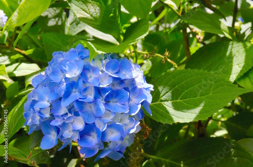 Hydrangea Blue Blossom