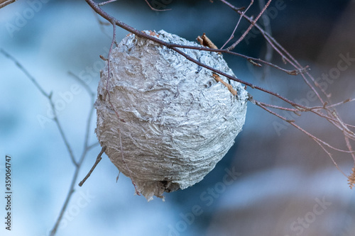 A large round wasp or hornets nest hanging in a tree by multiple small branches.  The striped grey textured layers of wooden material has formed a ball. the branches are thin with no leaves. 