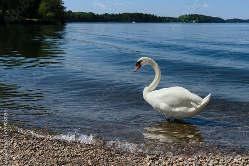 White swan stands on the lake. The wave rolls ashore  a surge.