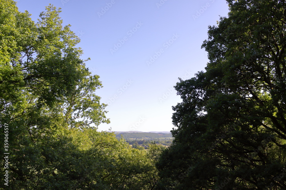 landscape through trees with blue sky