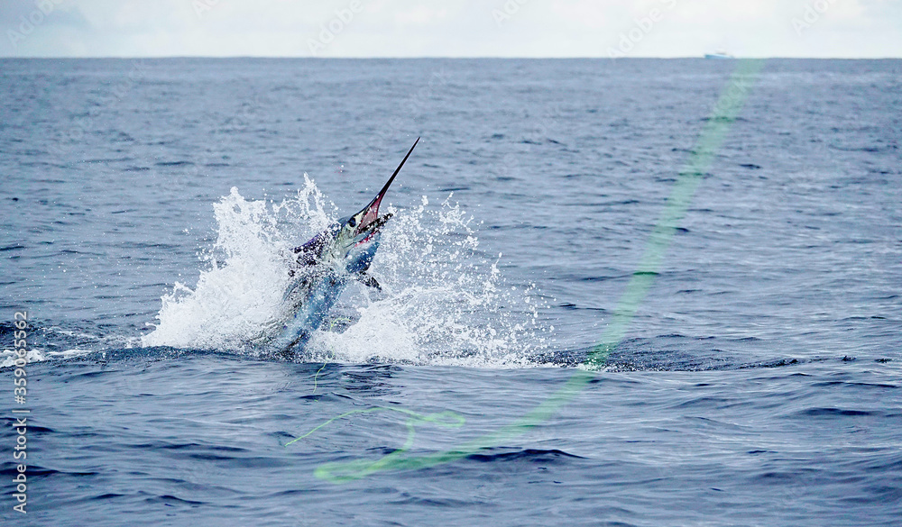Obraz premium aggressive jump from sailfish in Costa Rica 