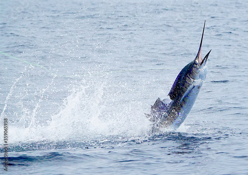 sailfish jumping at high speed  photo