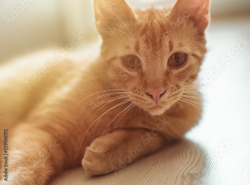 closeup portrait of a redhaired cute tabby cat that lies on the floor and looks at the camera. Sunlight and home comfort. The concept of domestic animals
