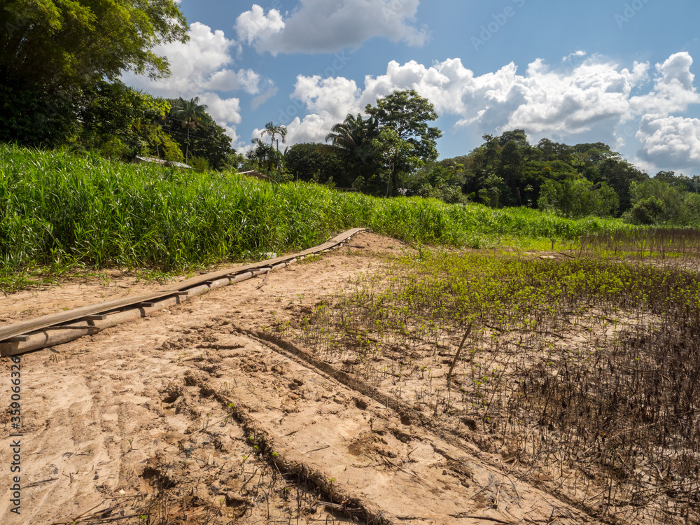 Obraz premium Amazonia