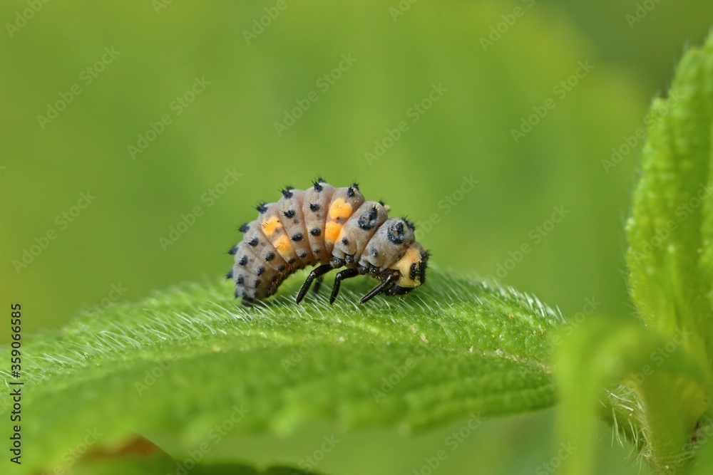 Naklejka premium Larve des Siebenpunkt-Marienkäfers oder Siebenpunkts (Coccinella septempunctata).vor der Verpuppung