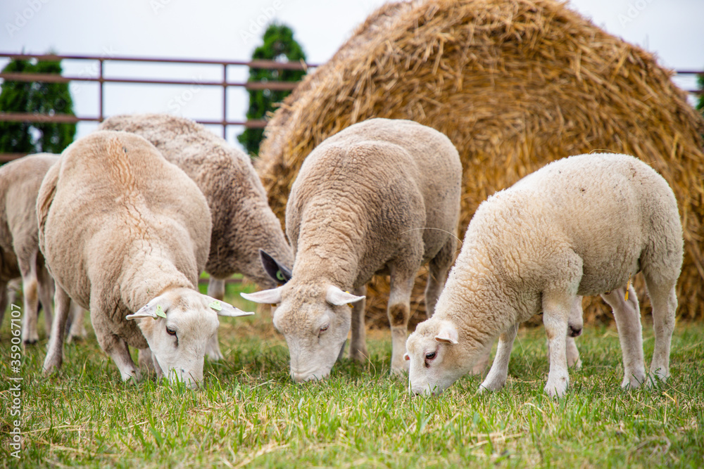 Sheep on the grass with lambs .Various varieties and ages. Sheep on the grass with lambs .Various varieties and ages.