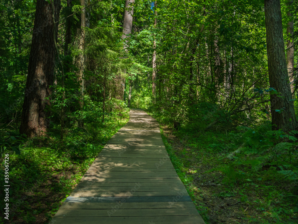Board path in a forest reserve