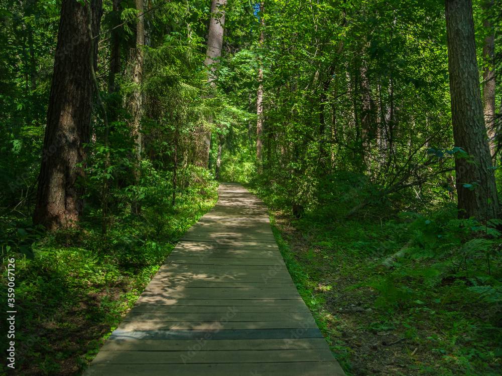 Board path in a forest reserve Board path in a forest reserve