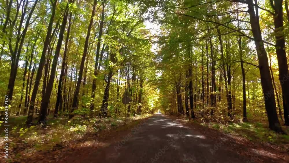 Driving in autumn through yellow forest, Poland