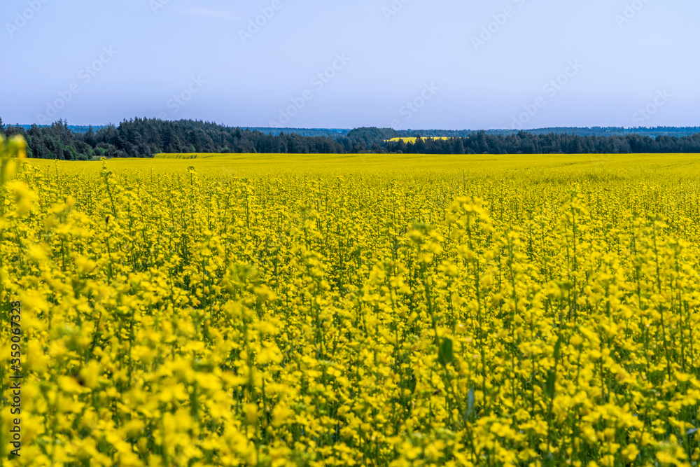A field of bright yellow flowering rapeseed stretches to the horizon against a blue sky