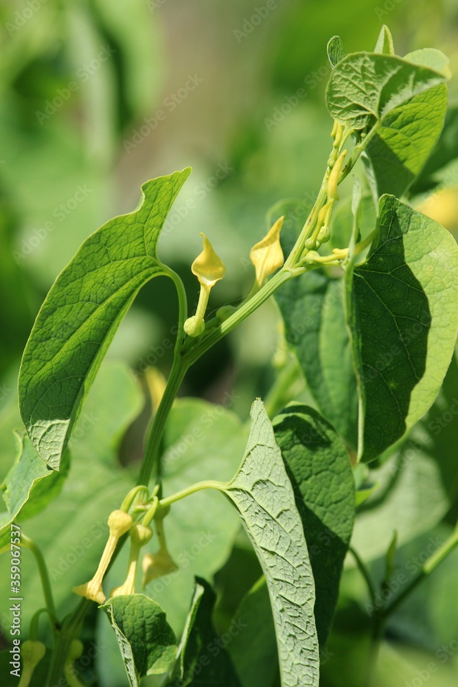 Blooming Aristolochia clematis in a meadow Blooming Aristolochia clematis in a meadow