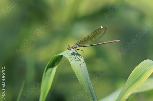 Female dragonfly Calopteryx splendens on a blade of grass