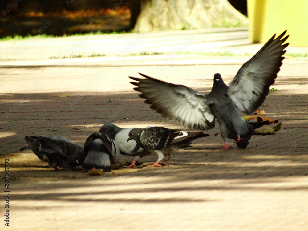 Fototapeta premium Pajaro llegando