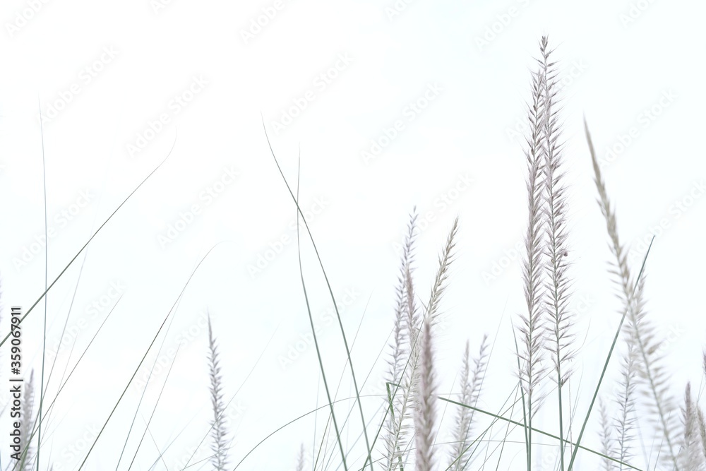 Obraz premium Blurred wild grass flower blossom natural view on white background
