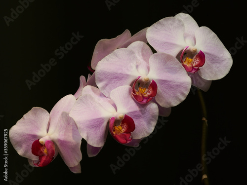 Pink orchid in the late evening