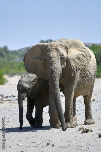 Very rare wild desert elephant family protecting babies  in Hoanib river valley  Kunene  Damaraland  Kaokoveld  Kaokoland  Sesfontein  Namibia