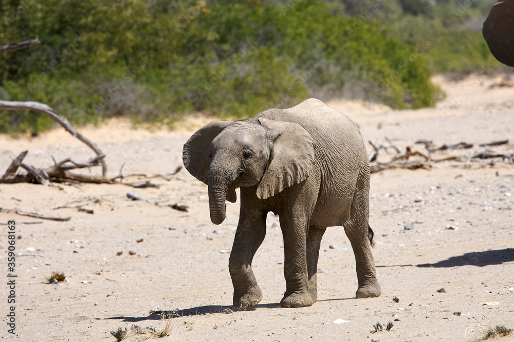 Fototapeta premium Very rare wild desert baby elephant in Hoanib river valley, Kunene, Damaraland, Kaokoveld, Kaokoland, Sesfontein, Namibia