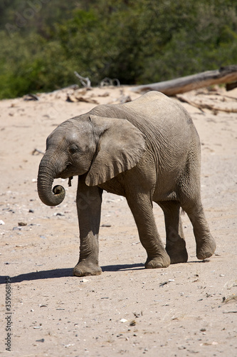 Very rare wild desert baby elephant in Hoanib river valley  Kunene  Damaraland  Kaokoveld  Kaokoland  Sesfontein  Namibia