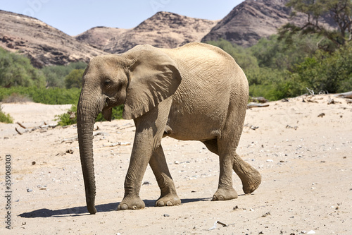 Very rare wild desert elephant  in Hoanib river valley, Damaraland, Kaokoveld, Kaokoland, Kunene, Sesfontein, Namibia photo