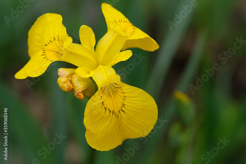 Iris pseudacorus (yellow flag, yellow iris, water flag) is a species of flowering plant of the family Iridaceae. Yellow flower on a green background. Springtime.