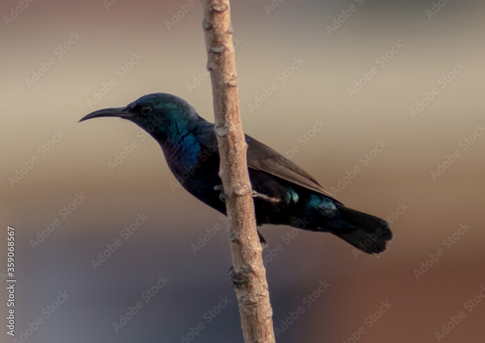 Fototapeta premium Purple sunbird (Cinnyris asiaticus) or Arachnechthra intermedia
