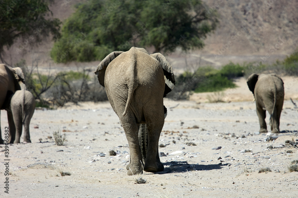 Very rare wild desert elephant family protecting babies  in Hoanib river valley, Kunene, Damaraland, Kaokoveld, Kaokoland, Sesfontein, Namibia